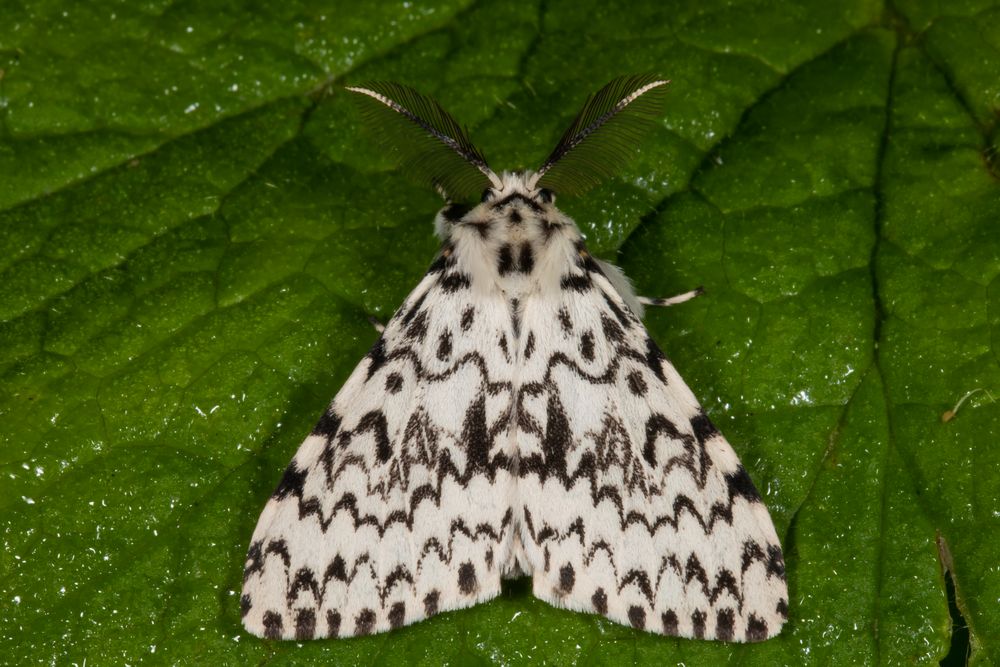 Nonne oder Black Arches (Lymantria monacha)