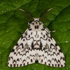 Nonne oder Black Arches (Lymantria monacha)