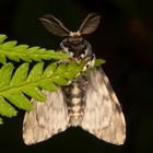 Nonne oder Black Arches (Lymantria monacha)