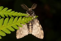 Nonne oder Black Arches (Lymantria monacha)