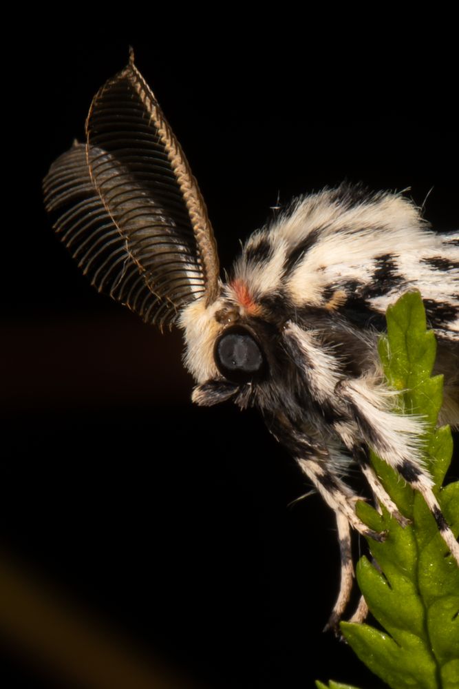 Nonne oder Black Arches (Lymantria monacha)