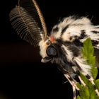 Nonne oder Black Arches (Lymantria monacha)