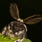 Nonne oder Black Arches (Lymantria monacha)