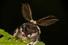 Nonne oder Black Arches (Lymantria monacha)