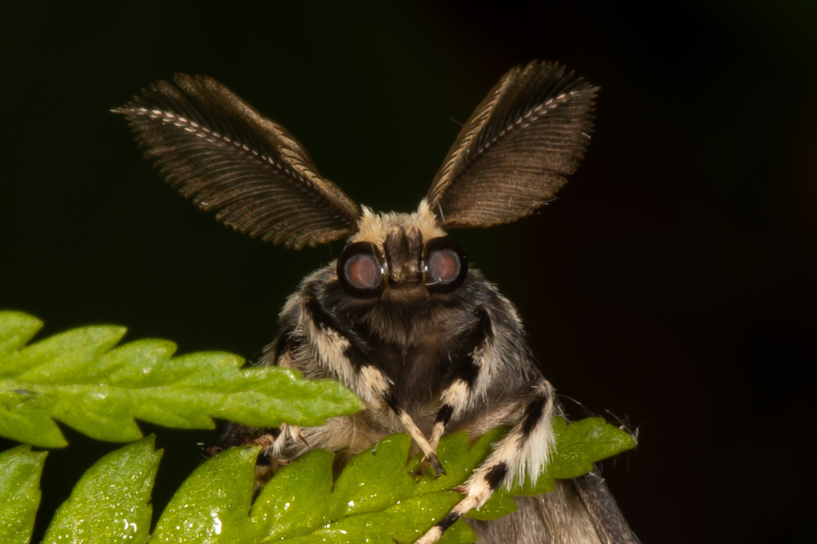 Nonne oder Black Arches (Lymantria monacha)