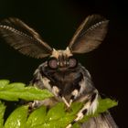 Nonne oder Black Arches (Lymantria monacha)