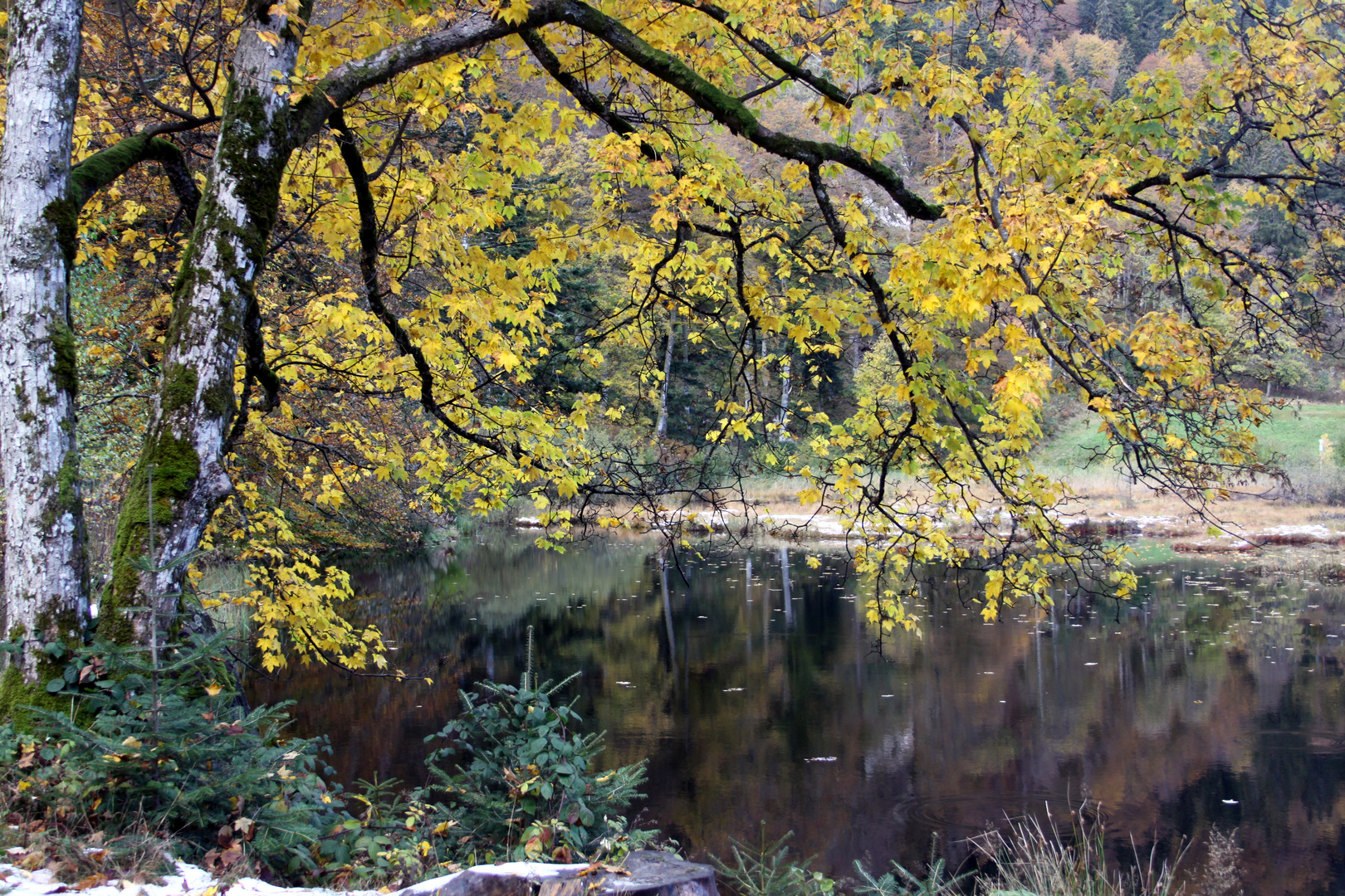 Nonnemattweiher, schwimmende Torfinsel