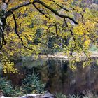 Nonnemattweiher, schwimmende Torfinsel