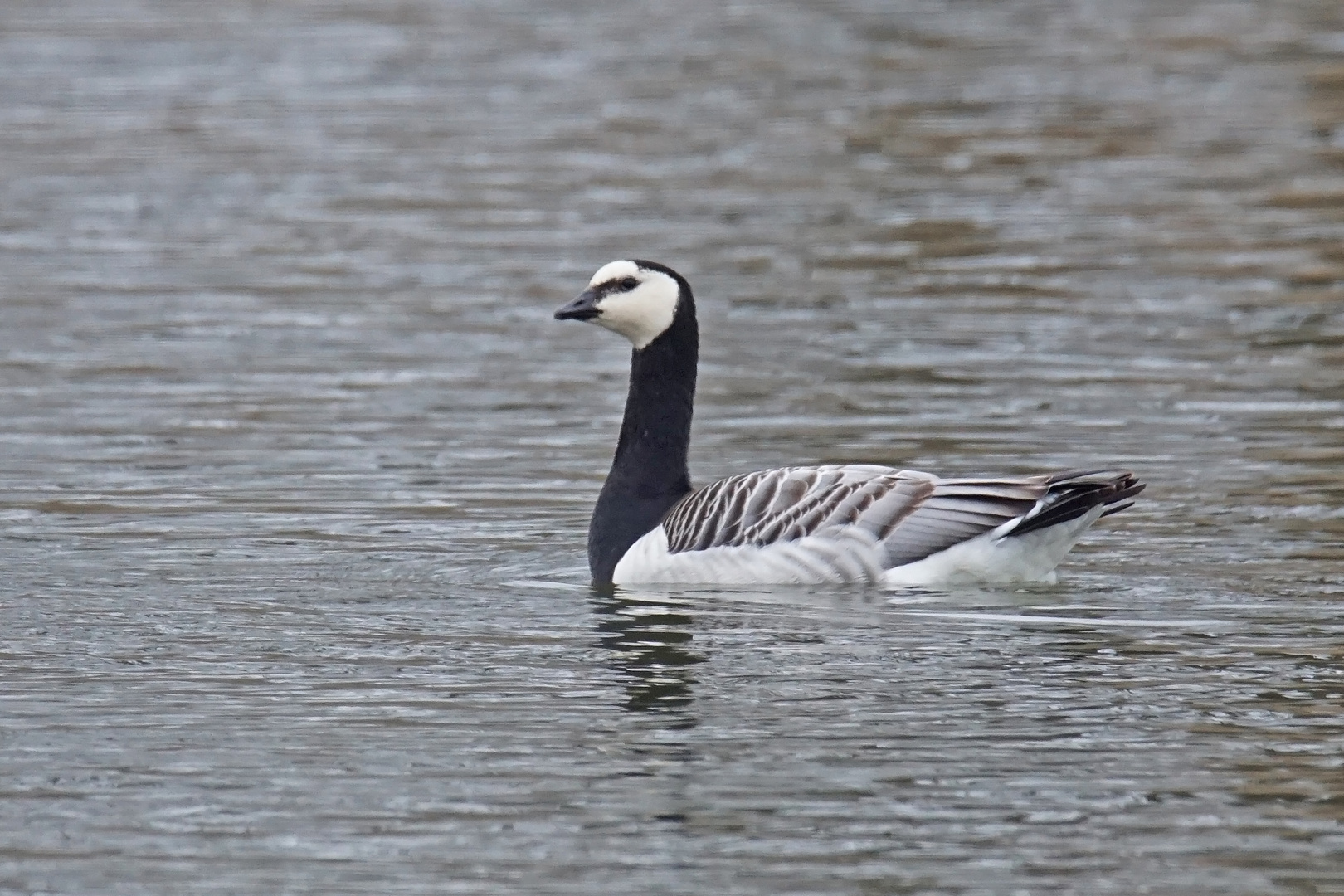 Nonnen-oder auch Weißwangengans (Branta leucopsis)