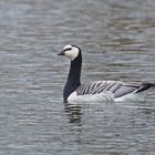 Nonnen-oder auch Weißwangengans (Branta leucopsis)