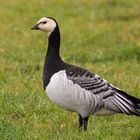 Nonnen- oder Weisswangengans ( Branta leucopsis )