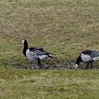 Nonnen-/Weisswangengänse auf den Salzwiesen am Nessmersieler Speicherpolder