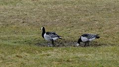 Nonnen-/Weisswangengänse auf den Salzwiesen am Nessmersieler Speicherpolder