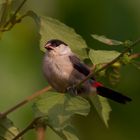 Nonnenastrilt >Black-Crowned Waxbill< (Estrilda nonnula)