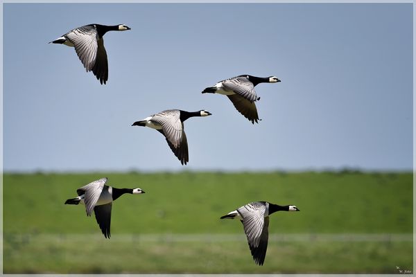 Nonnenflug auf Nordstrand