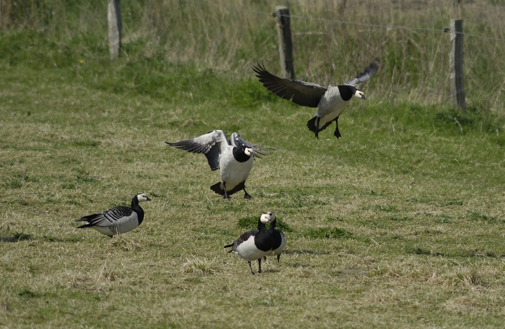 Nonnengänse am Deichfuß bei Neuharlingersiel