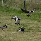 Nonnengänse am Deichfuß bei Neuharlingersiel