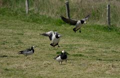 Nonnengänse am Deichfuß bei Neuharlingersiel