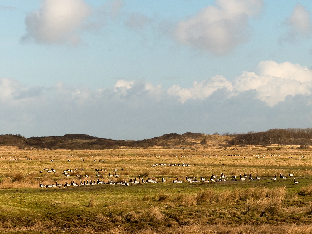 Nonnengänse auf Borkum