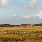 Nonnengänse auf Borkum