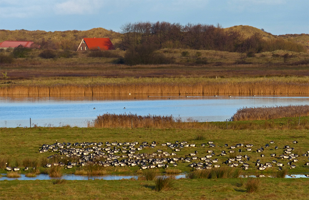 Nonnengänse auf Borkum