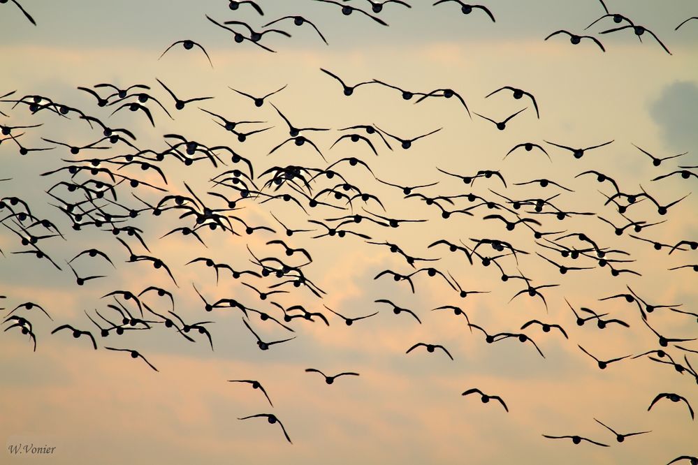 Nonnengänse auf dem Flug der Abendsonne entgegen