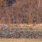 Nonnengänse auf der Boddenwiese vor Zingst.