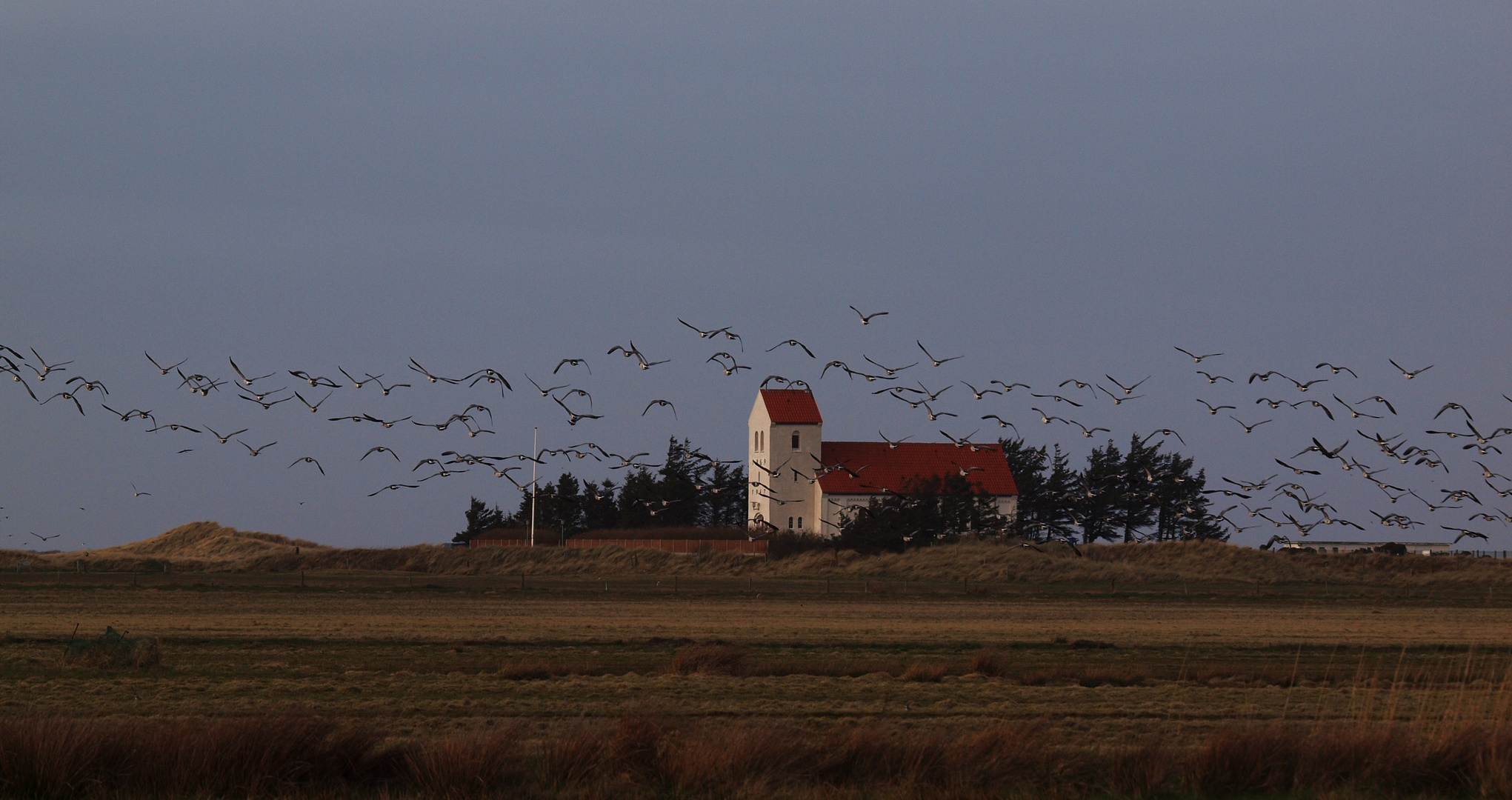 Nonnengänse bei Hauvig Kirke