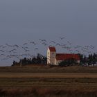 Nonnengänse bei Hauvig Kirke