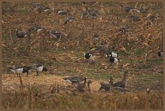 Nonnengänse (Branta leucopsis)