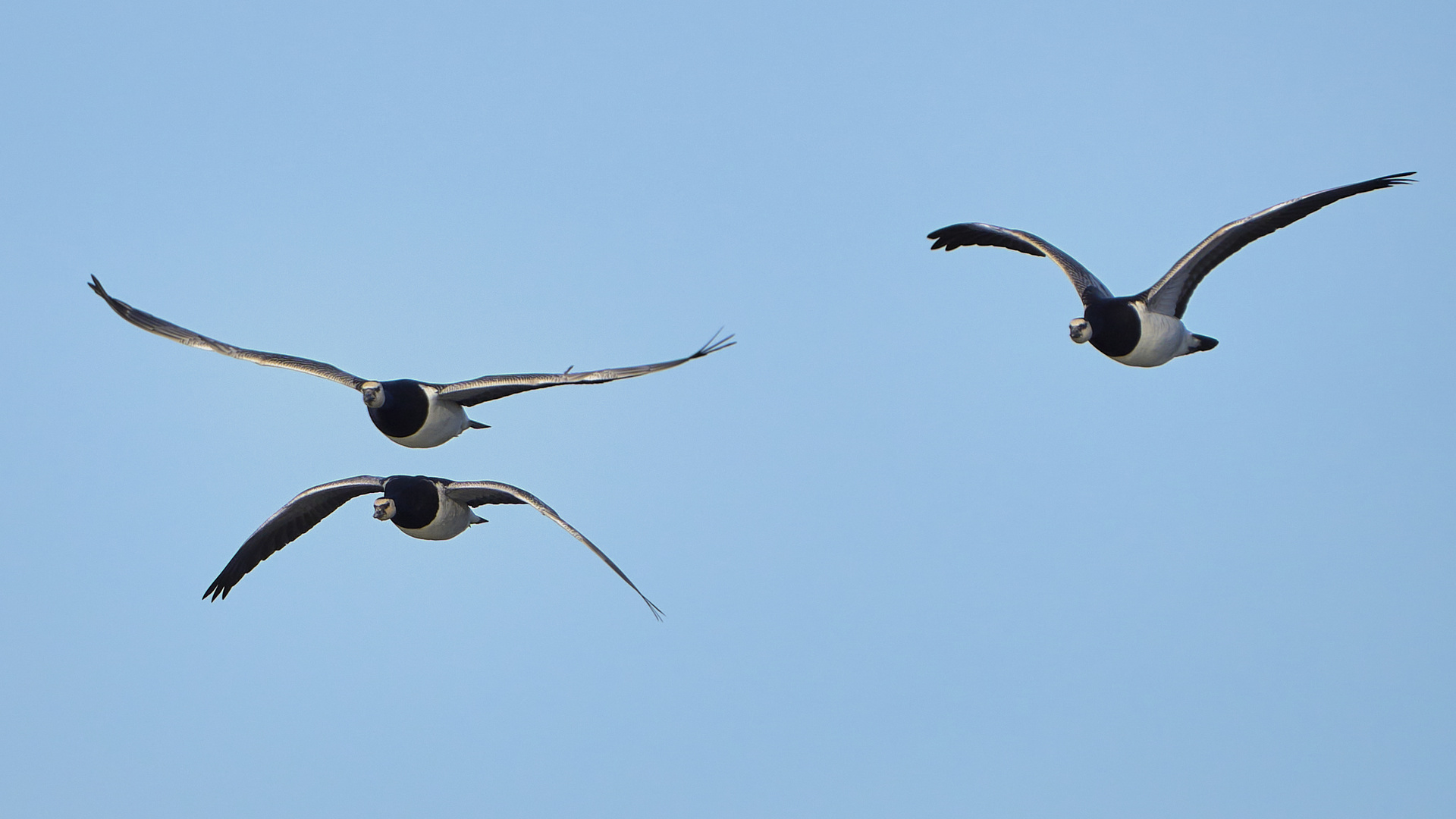 Nonnengänse, Flugbild