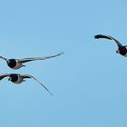 Nonnengänse, Flugbild