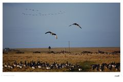 Nonnengänse im Anflug