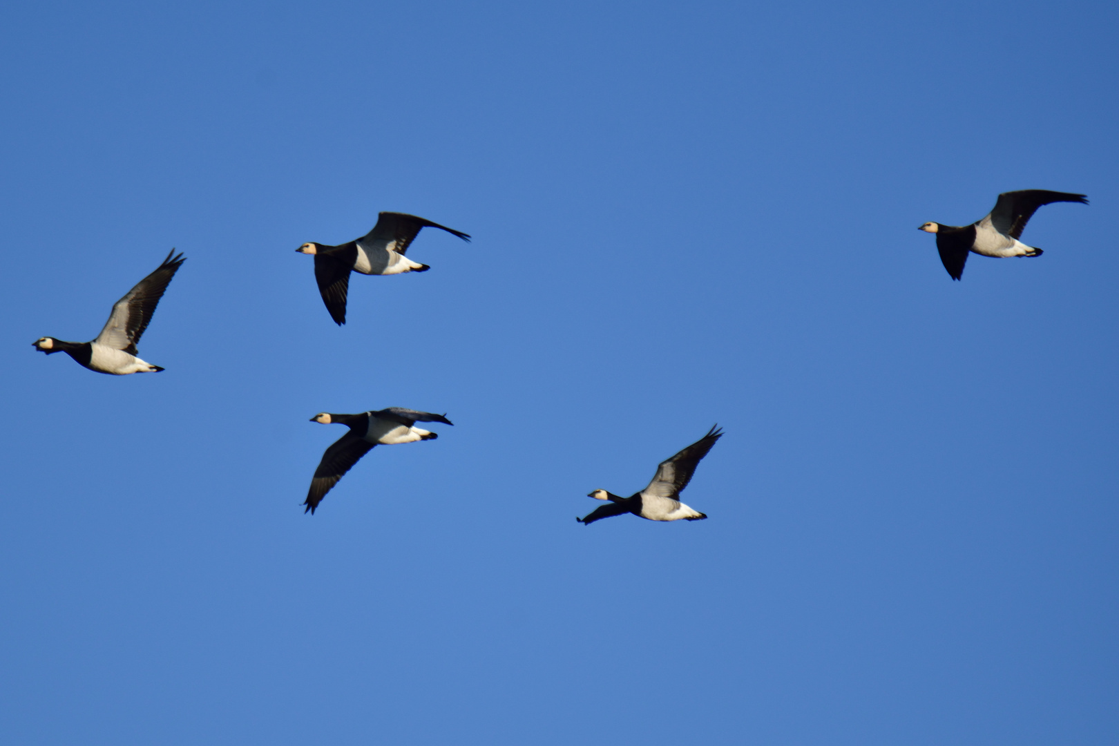 Nonnengänse im Flug