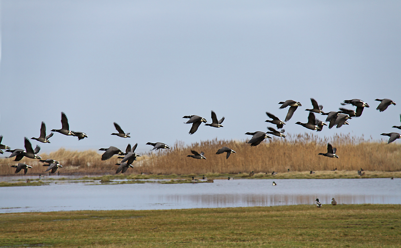 Nonnengänse in Friesland