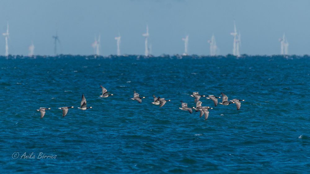 Nonnengänse vor Offshore-Anlagen