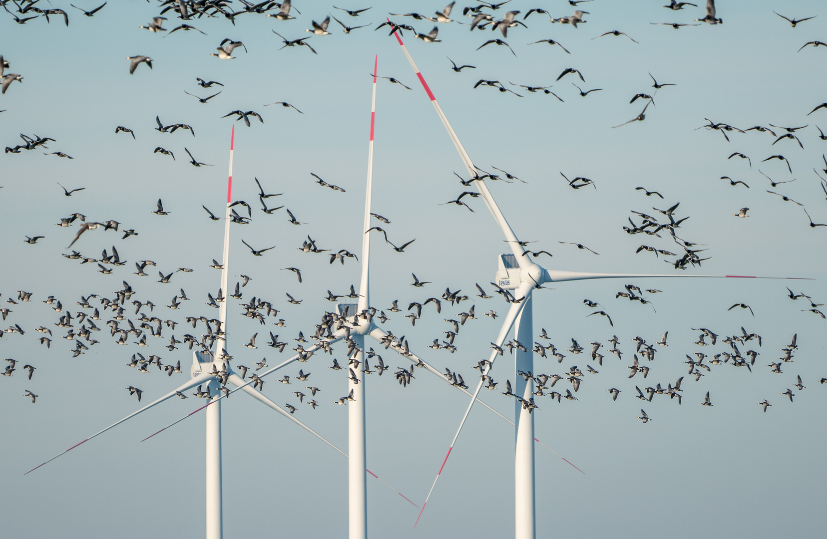 Nonnengänse vor Windkraft