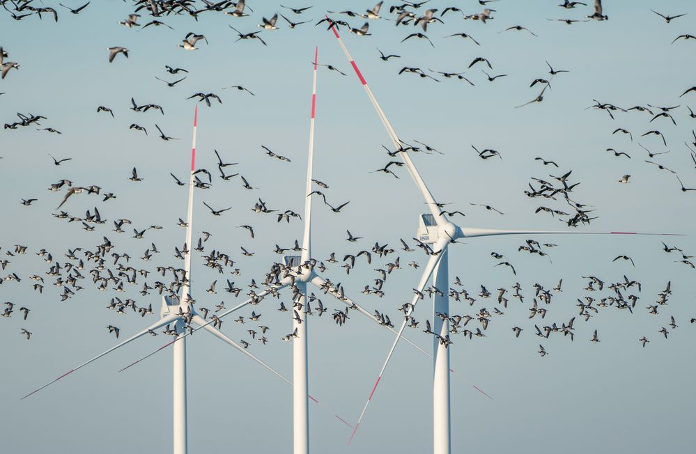 Nonnengänse vor Windkraft