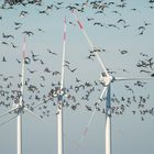 Nonnengänse vor Windkraft