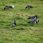 Nonnengänse (Weisswangengänse) auf den Marschwiesen des Rheiderlandes hinter dem Emsdeich bei Ditzum