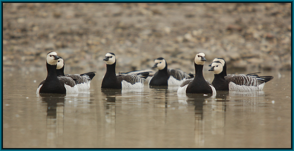 Nonnengans (Branta leucopsis)