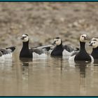 Nonnengans (Branta leucopsis)