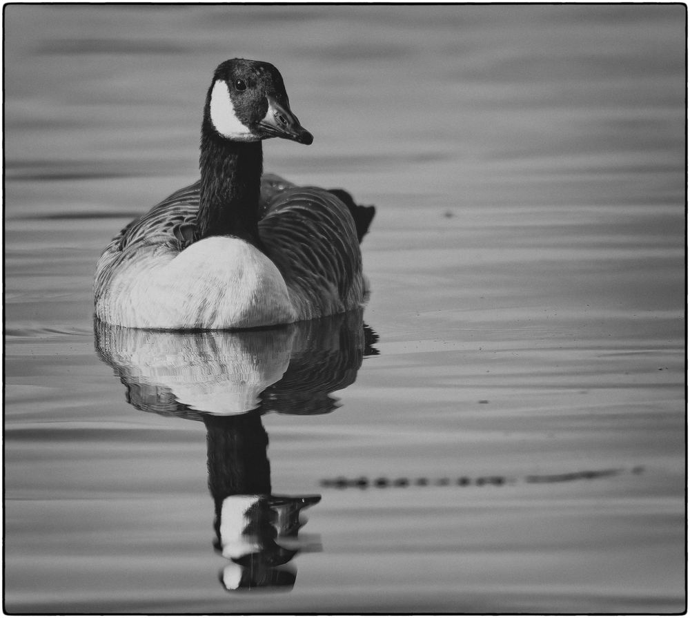 Nonnengans _Branta leucopsis