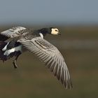 Nonnengans (branta leucopsis)