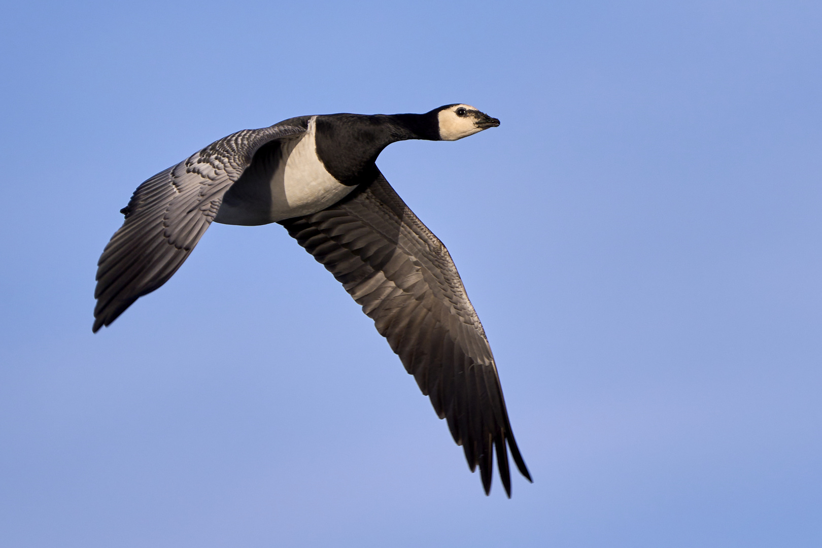 Nonnengans im Flug