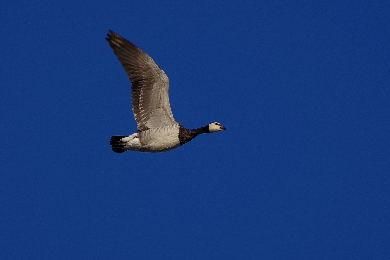 Nonnengans und Blau