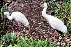 Nonnenkraniche Im Kölner Zoo