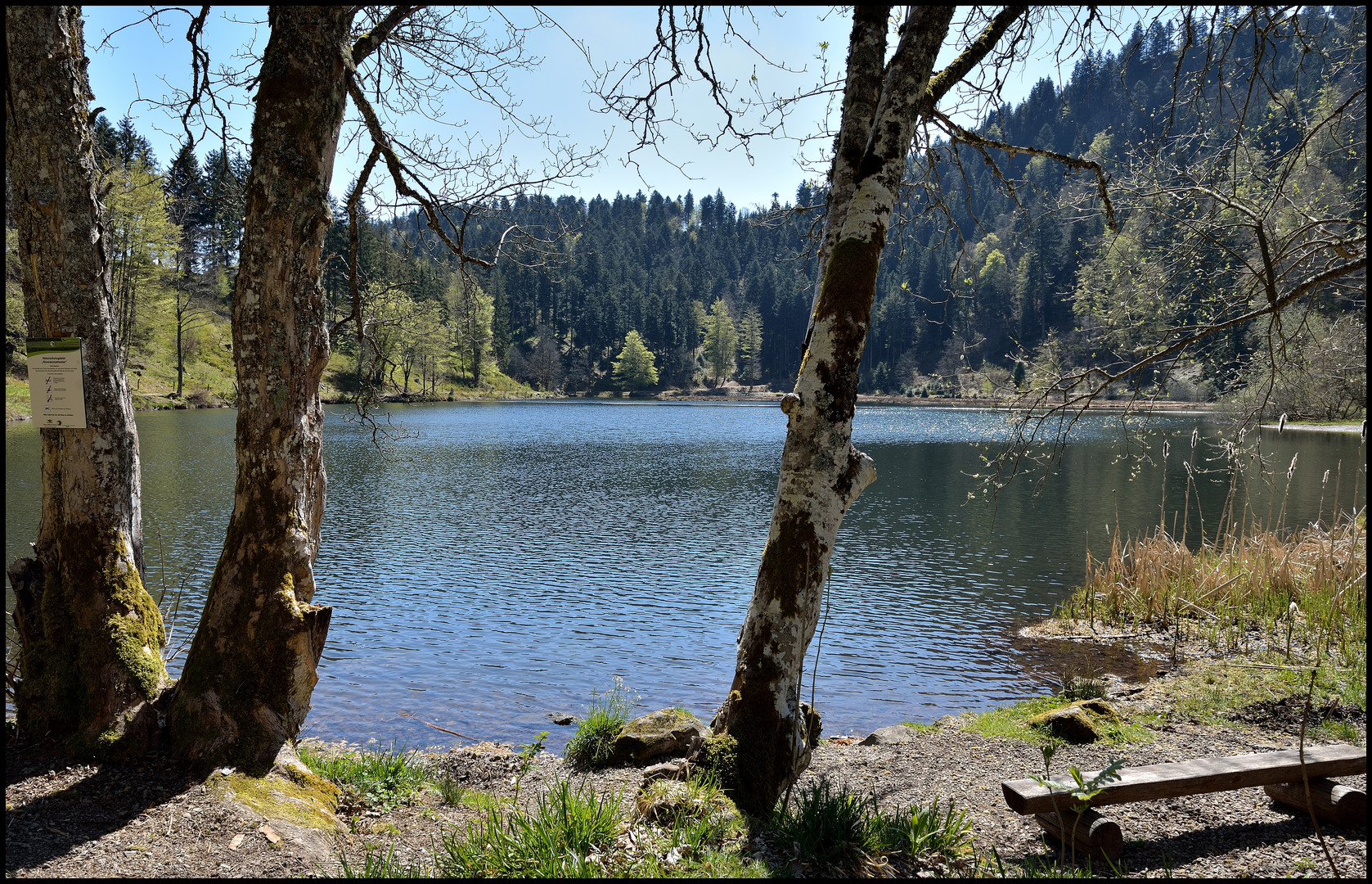 Nonnenmattweiher