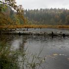 Nonnenmattweiher 3