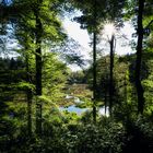 Nonnenmattweiher durch die Bäume